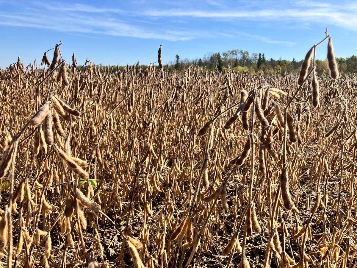 China fails in attempt at soybean self-sufficiency