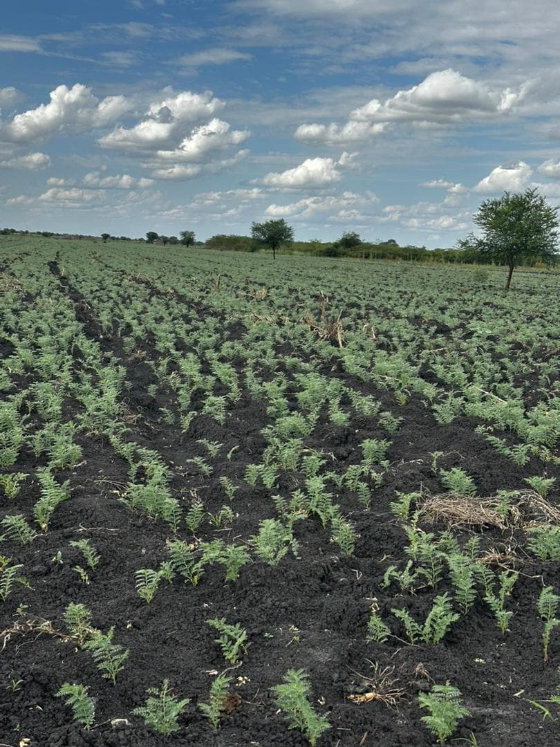 KWIMBA MODEL PROVES THAT PROPER INTERVENTION IN AGRICULTURE WORKS