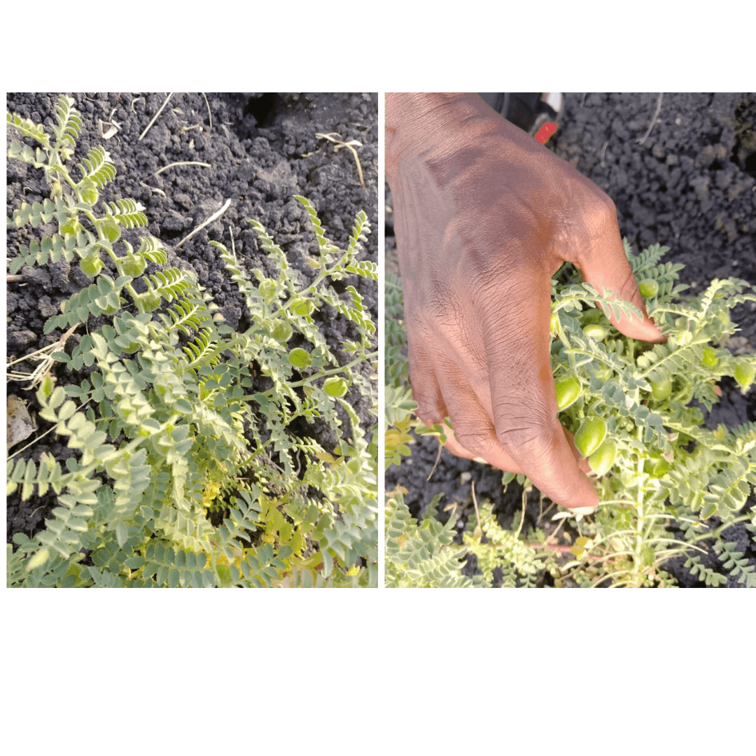 Tanzania Pulses Crop Progress Update