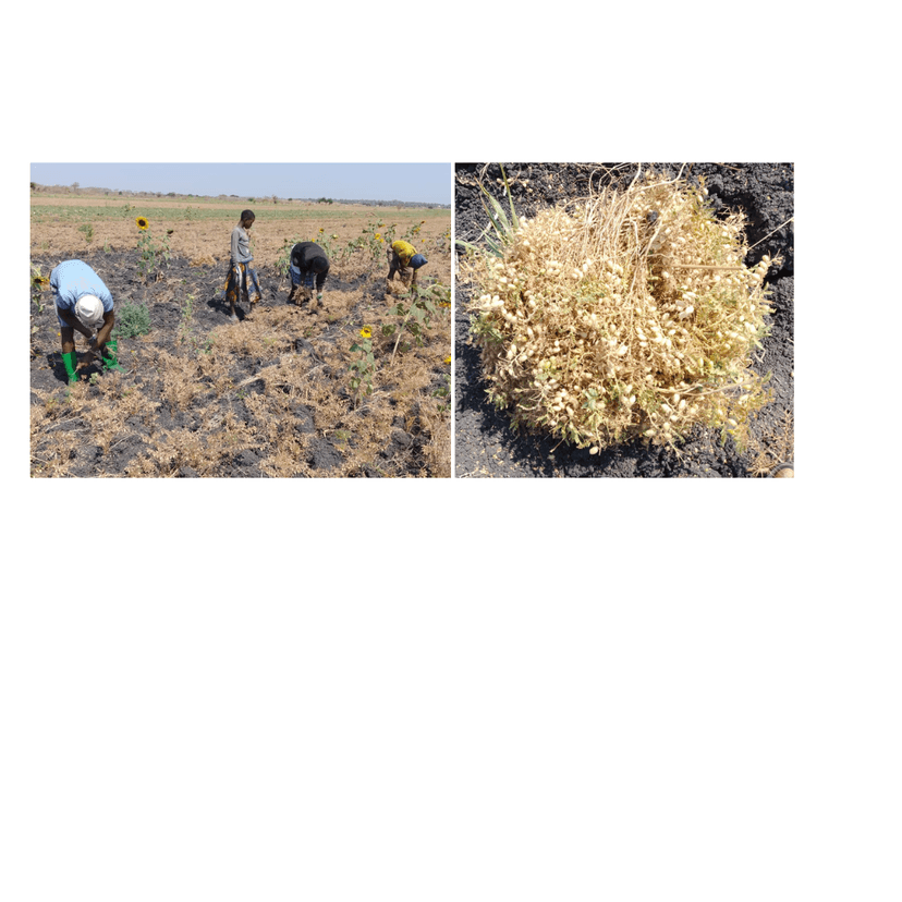 Tanzania Pulses Weekly Crop & Market Update